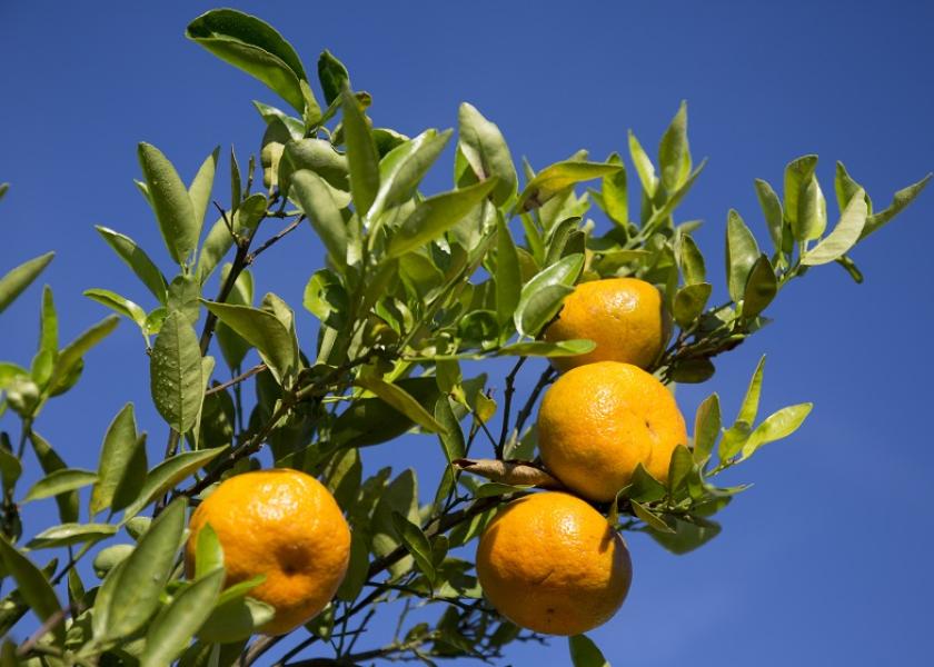 USDA reduces Florida citrus estimate The Packer